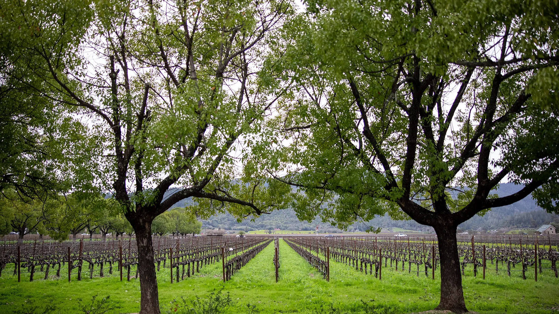 Des rangs de vigne entre deux grands arbres, au bout du chemin