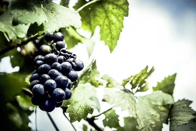 Le cabernet franc, avant les vendanges — Agrandir