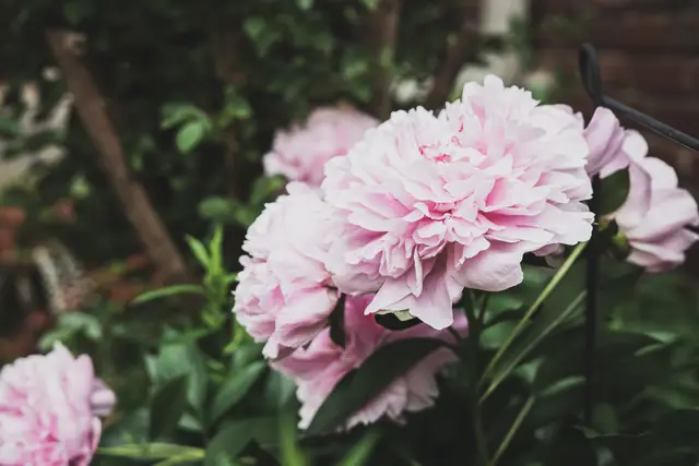 Les hortensias, en juillet — Agrandir