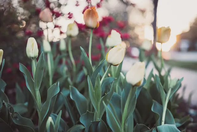 Les pivoines, en mai — Agrandir