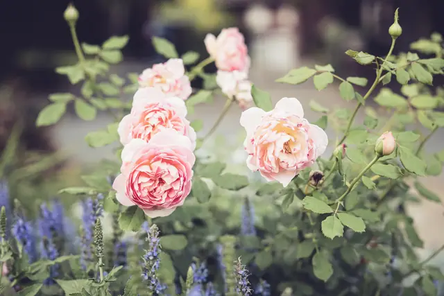 Les tulipes au soir — Agrandir