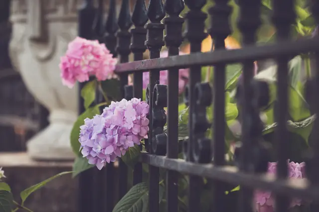 Roses et sauge bleue, au jardin — Agrandir