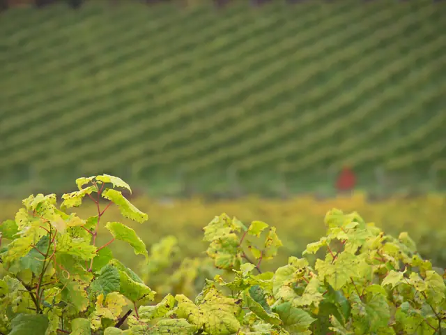 La courge du velouté — Agrandir