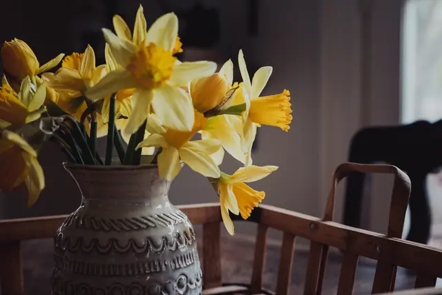 Des jonquilles en mars — Agrandir