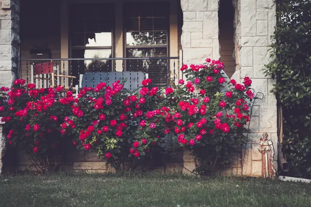 Les roses le long de la façade — Agrandir