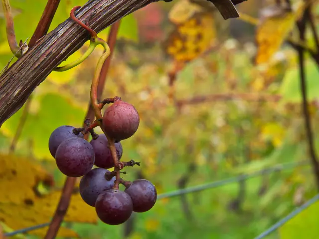 Une grappe de cabernet franc sur la vigne, en automne